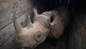 Kenya:  Huit rhinocéros morts empoisonnés après leur transfert dans un nouveau parc