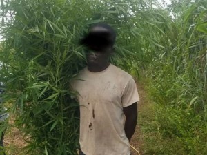 Côte d'Ivoire: Destruction d'un champ de cannabis Biankouma, saisie de drogue à  Man