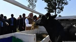 Rwanda:  Le premier ministre indien fait don de 200 vaches aux fermiers pauvres