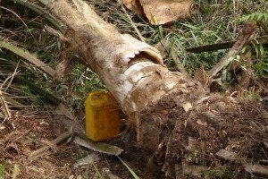 Ghana: Le vin de palme remis en cause