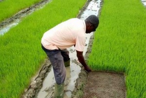 Côte d'Ivoire: Grand-Bassam accueille la première édition du festival du riz avec pour invité d'honneur l'Ambassadeur d'Iran