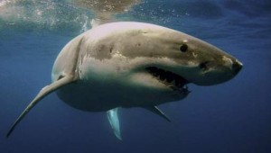 Egypte: Un touriste tchèque tué par un requin en mer rouge