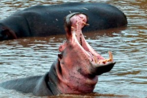 Kenya:  Un touriste chinois tué par un hippopotame en pleine séance photo