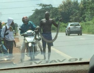Bénin: Un serpent Boa capturé à  Zoukou