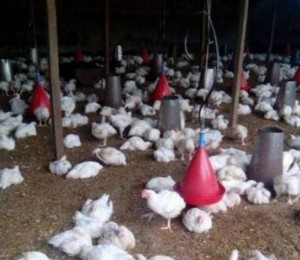 Cameroun :  60 milliards FCFA pour valoriser l'élevage au Cameroun