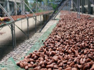 Côte d'Ivoire : 24 heures après la fixation du kilo de café à  700 FCFA, le Conseil café-cacao annonce le démarrage de la campagne le 24 décembre 2018